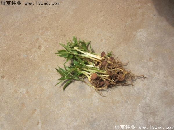 <a href='http://www.wuzhouwash.com/linmuzhongzi/1723.html' target='_blank'>桃樹(shù)</a><a href='http://www.wuzhouwash.com/' target='_blank'>種子</a>