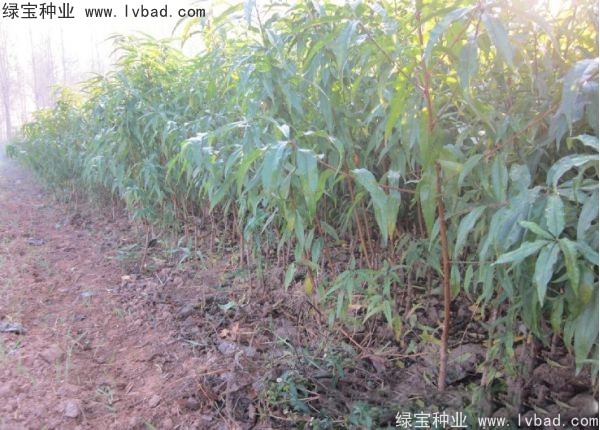 <a href='http://www.wuzhouwash.com/linmuzhongzi/1723.html' target='_blank'>桃樹(shù)種子</a>
