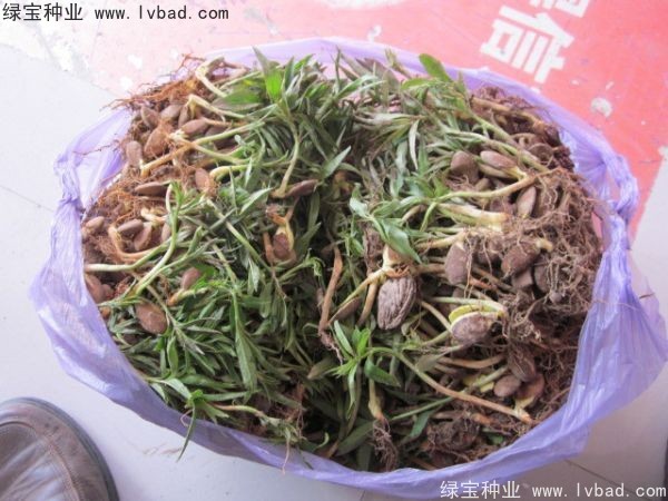 <a href='http://www.wuzhouwash.com/linmuzhongzi/1723.html' target='_blank'>桃樹(shù)</a><a href='http://www.wuzhouwash.com/' target='_blank'>種子</a>