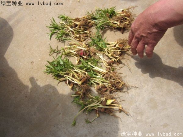 <a href='http://www.wuzhouwash.com/linmuzhongzi/1723.html' target='_blank'>桃樹(shù)種子</a>