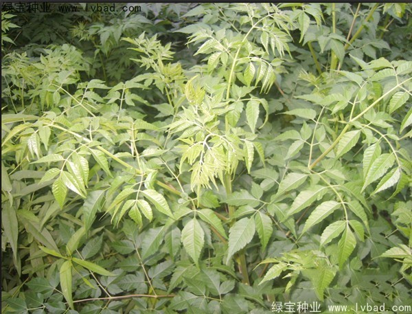 苦楝<a href='http://www.wuzhouwash.com/' target='_blank'>種子</a>