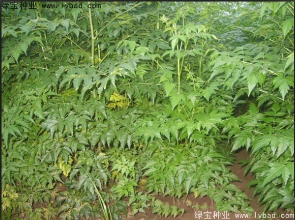 苦楝種子