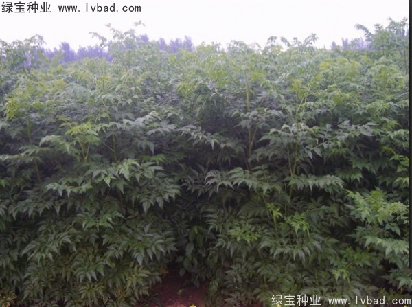 <a href='http://www.wuzhouwash.com/linmuzhongzi/1725.html' target='_blank'>苦楝</a><a href='http://www.wuzhouwash.com/' target='_blank'>種子</a>