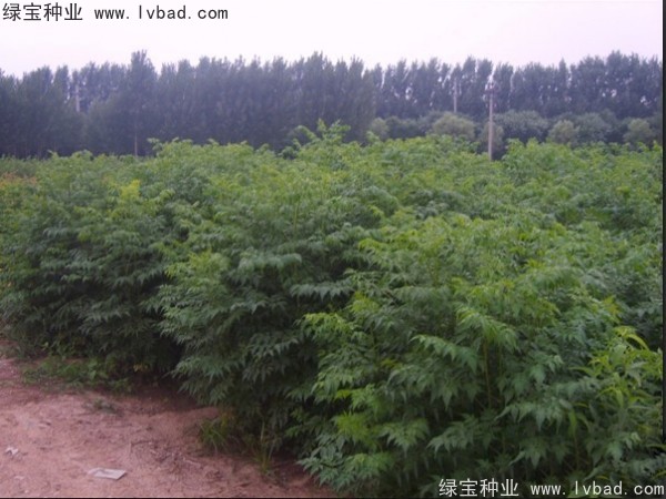 苦楝種子