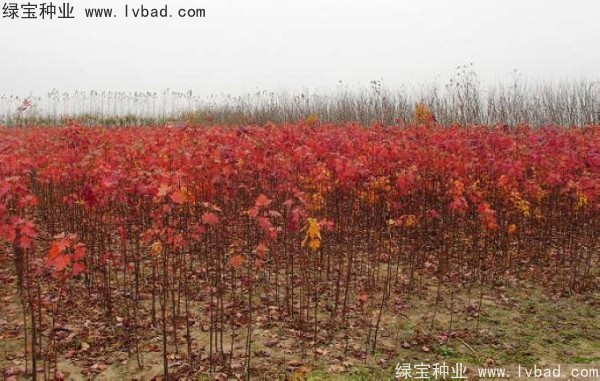 <a href='http://www.wuzhouwash.com/linmuzhongzi/1726.html' target='_blank'>日本紅楓種子</a>