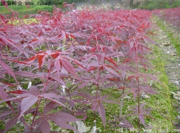 日本<a href='http://www.wuzhouwash.com/linmuzhongzi/1706.html' target='_blank'>紅楓</a><a href='http://www.wuzhouwash.com/' target='_blank'>種子</a>