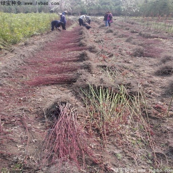日本<a href='http://www.wuzhouwash.com/linmuzhongzi/1706.html' target='_blank'>紅楓種子</a>