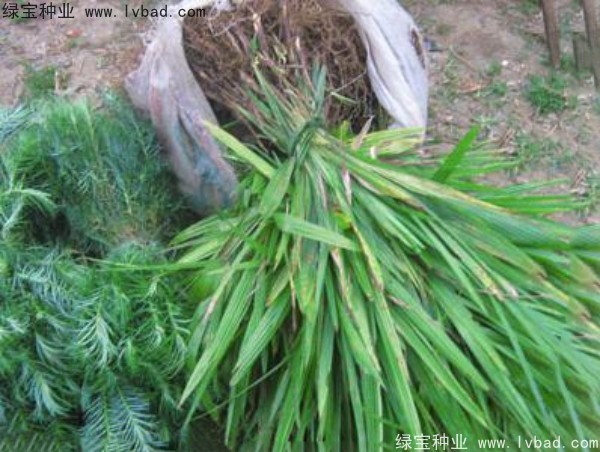 <a href='http://www.wuzhouwash.com/linmuzhongzi/1727.html' target='_blank'>棕櫚種子</a>