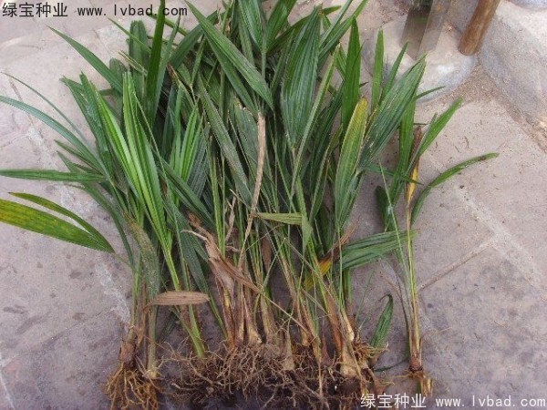 <a href='http://www.wuzhouwash.com/linmuzhongzi/1727.html' target='_blank'>棕櫚種子</a>