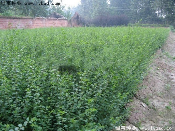 水臘<a href='http://www.wuzhouwash.com/' target='_blank'>種子</a>