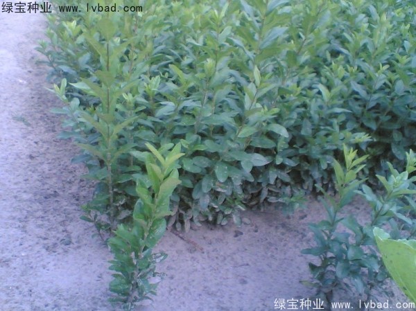 <a href='http://www.wuzhouwash.com/linmuzhongzi/1728.html' target='_blank'>水臘種子</a>