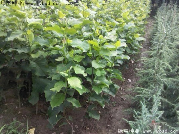 <a href='http://www.wuzhouwash.com/linmuzhongzi/1729.html' target='_blank'>紫玉蘭種子</a>