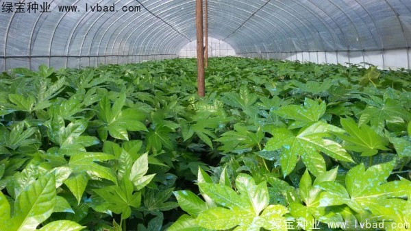 <a href='http://www.wuzhouwash.com/linmuzhongzi/1730.html' target='_blank'>八角金盤種子</a>