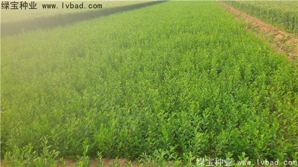 <a href='http://www.wuzhouwash.com/linmuzhongzi/1732.html' target='_blank'>水蠟種子</a>