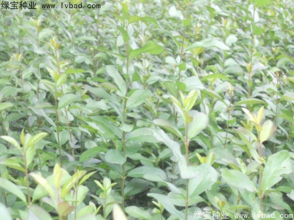 <a href='http://www.wuzhouwash.com/linmuzhongzi/1732.html' target='_blank'>水蠟種子</a>