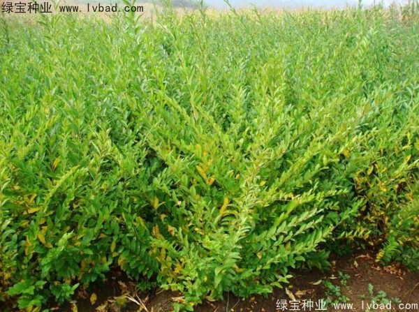 <a href='http://www.wuzhouwash.com/linmuzhongzi/1732.html' target='_blank'>水蠟</a><a href='http://www.wuzhouwash.com/' target='_blank'>種子</a>