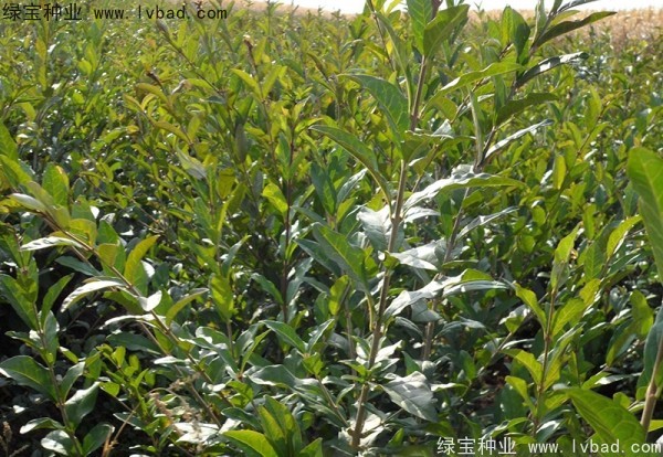 <a href='http://www.wuzhouwash.com/linmuzhongzi/1732.html' target='_blank'>水蠟</a><a href='http://www.wuzhouwash.com/' target='_blank'>種子</a>