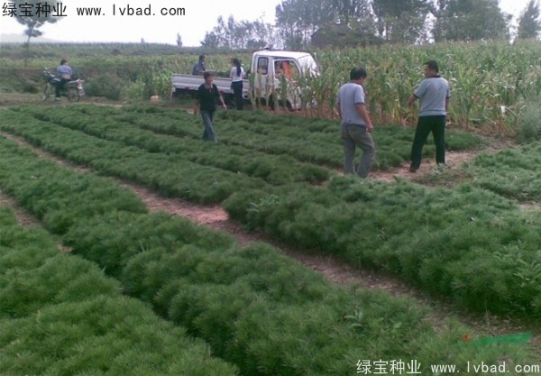油松<a href='http://www.wuzhouwash.com/' target='_blank'>種子</a>