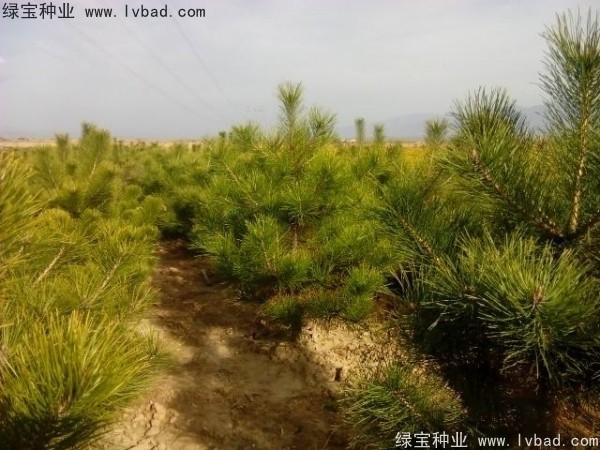<a href='http://www.wuzhouwash.com/linmuzhongzi/1733.html' target='_blank'>油松種子</a>
