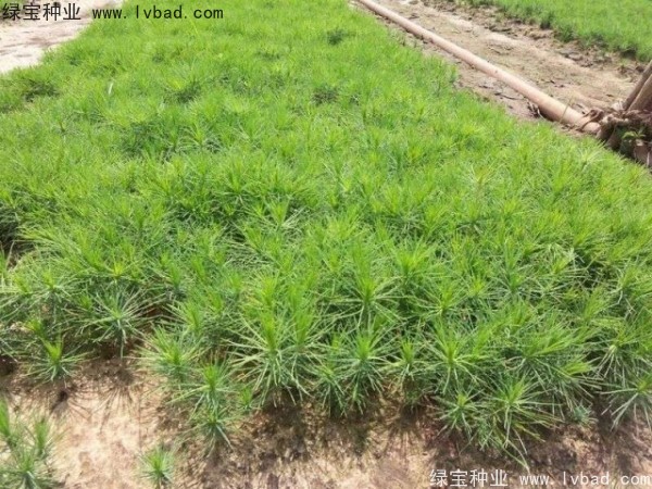 <a href='http://www.wuzhouwash.com/linmuzhongzi/1733.html' target='_blank'>油松</a><a href='http://www.wuzhouwash.com/' target='_blank'>種子</a>