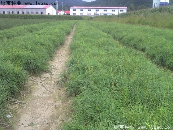 油松<a href='http://www.wuzhouwash.com/' target='_blank'>種子</a>