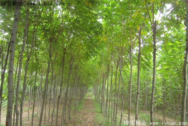 <a href='http://www.wuzhouwash.com/linmuzhongzi/1734.html' target='_blank'>紅花槐種子</a>