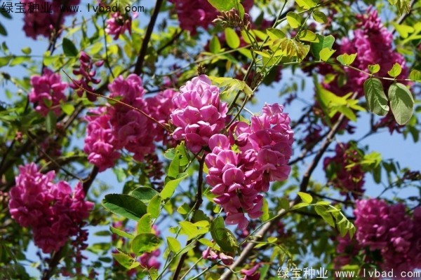 <a href='http://www.wuzhouwash.com/yaocaizhongzi/2335.html' target='_blank'>紅花</a>槐<a href='http://www.wuzhouwash.com/' target='_blank'>種子</a>