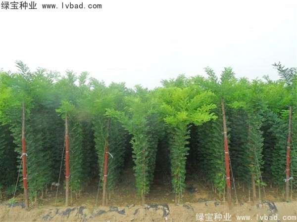 <a href='http://www.wuzhouwash.com/linmuzhongzi/1734.html' target='_blank'>紅花槐種子</a>