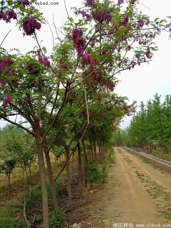 <a href='http://www.wuzhouwash.com/linmuzhongzi/1734.html' target='_blank'>紅花槐種子</a>