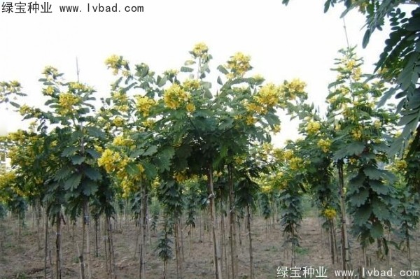 <a href='http://www.wuzhouwash.com/linmuzhongzi/1735.html' target='_blank'>黃花槐種子</a>