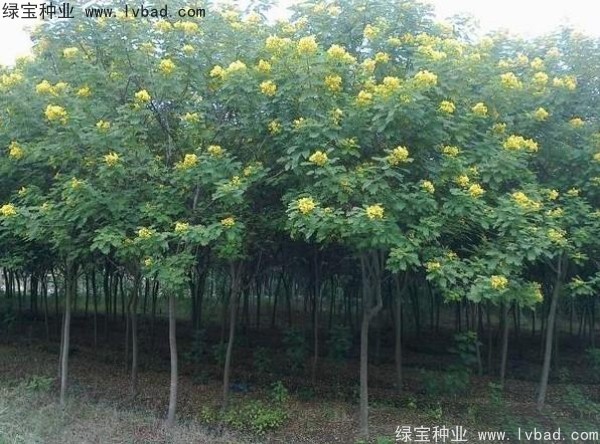 <a href='http://www.wuzhouwash.com/linmuzhongzi/1735.html' target='_blank'>黃花槐種子</a>