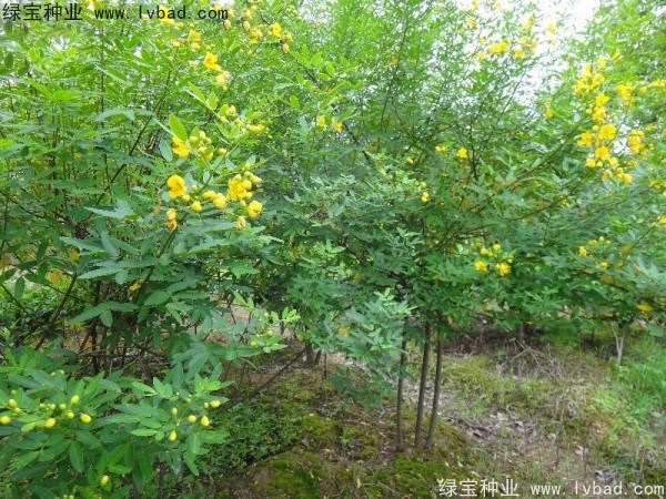 黃花槐<a href='http://www.wuzhouwash.com/' target='_blank'>種子</a>