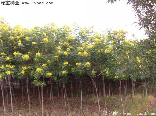 黃花槐<a href='http://www.wuzhouwash.com/' target='_blank'>種子</a>