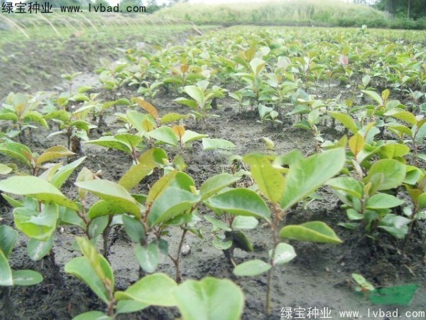 中華<a href='http://www.wuzhouwash.com/linmuzhongzi/2255.html' target='_blank'>蚊母種子</a>