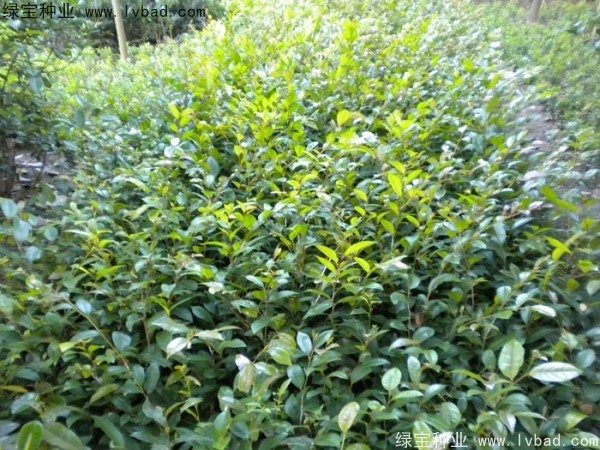 <a href='http://www.wuzhouwash.com/linmuzhongzi/1736.html' target='_blank'>中華蚊母種子</a>