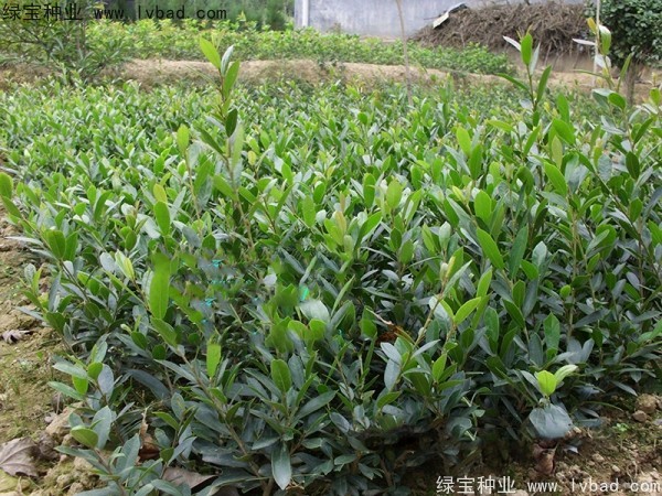 中華<a href='http://www.wuzhouwash.com/linmuzhongzi/2255.html' target='_blank'>蚊母種子</a>