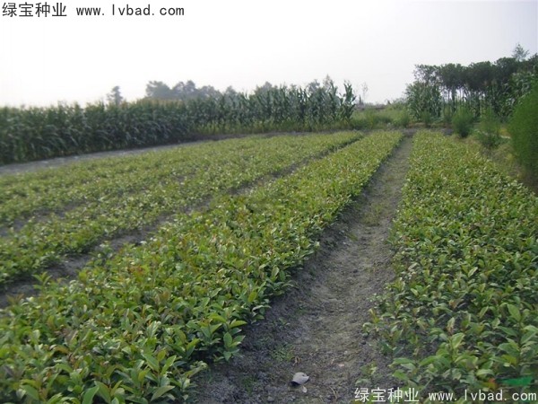 <a href='http://www.wuzhouwash.com/linmuzhongzi/1736.html' target='_blank'>中華蚊母</a><a href='http://www.wuzhouwash.com/' target='_blank'>種子</a>