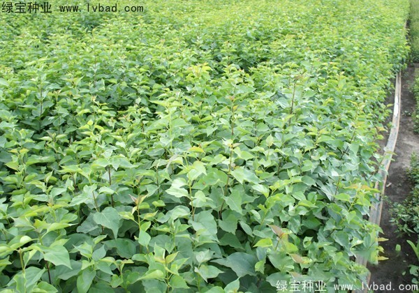 <a href='http://www.wuzhouwash.com/linmuzhongzi/1737.html' target='_blank'>暴馬丁香</a><a href='http://www.wuzhouwash.com/' target='_blank'>種子</a>