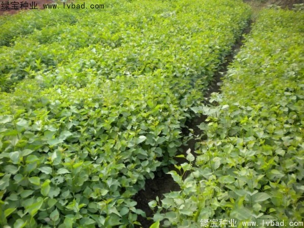 <a href='http://www.wuzhouwash.com/linmuzhongzi/1737.html' target='_blank'>暴馬丁香種子</a>