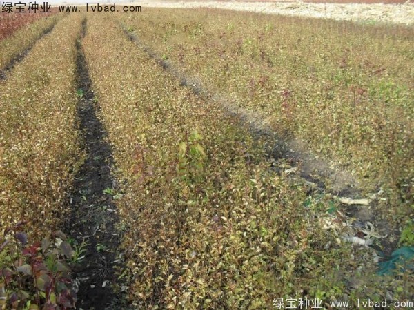 <a href='http://www.wuzhouwash.com/linmuzhongzi/1737.html' target='_blank'>暴馬丁香種子</a>