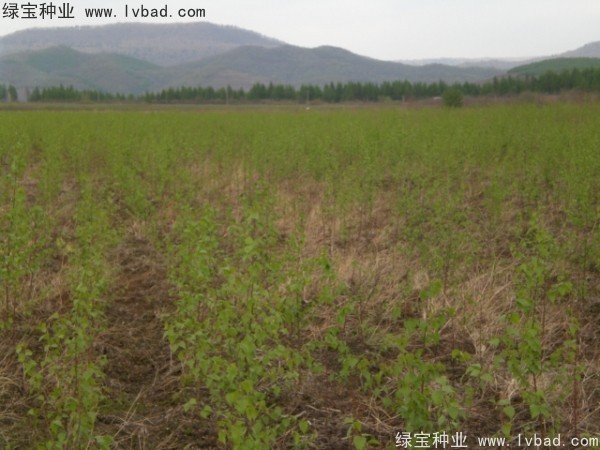白樺<a href='http://www.wuzhouwash.com/' target='_blank'>種子</a>
