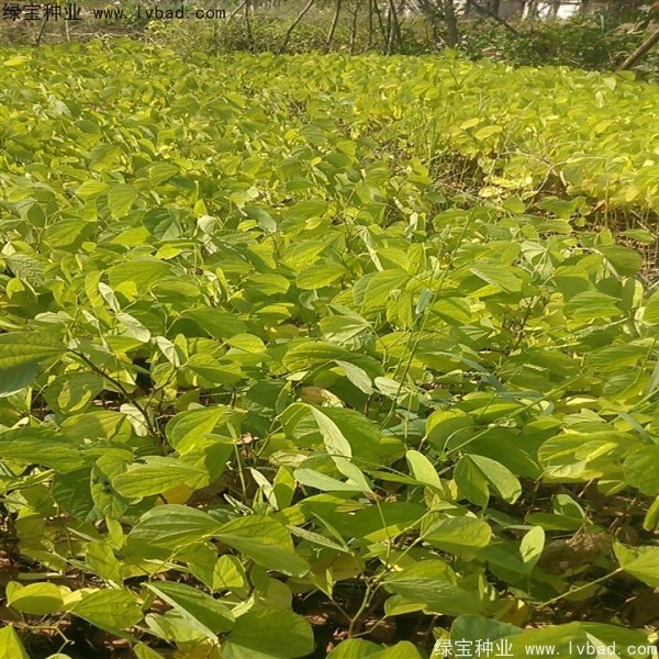 羊蹄甲<a href='http://www.wuzhouwash.com/' target='_blank'>種子</a>