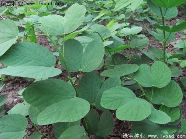 <a href='http://www.wuzhouwash.com/linmuzhongzi/1739.html' target='_blank'>羊蹄甲</a><a href='http://www.wuzhouwash.com/' target='_blank'>種子</a>