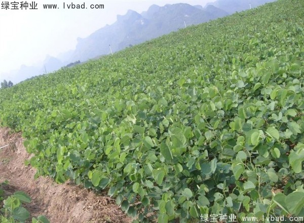 <a href='http://www.wuzhouwash.com/linmuzhongzi/1739.html' target='_blank'>羊蹄甲種子</a>