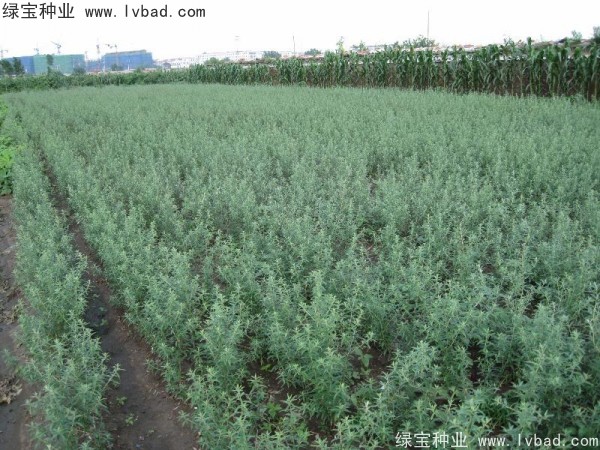 <a href='http://www.wuzhouwash.com/linmuzhongzi/1740.html' target='_blank'>沙棘種子</a>