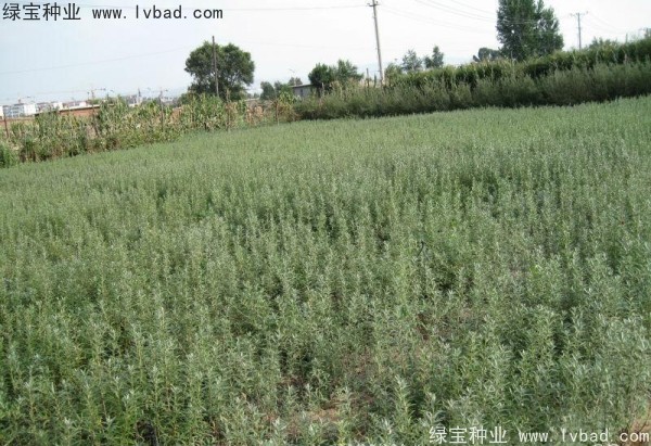 沙棘<a href='http://www.wuzhouwash.com/' target='_blank'>種子</a>