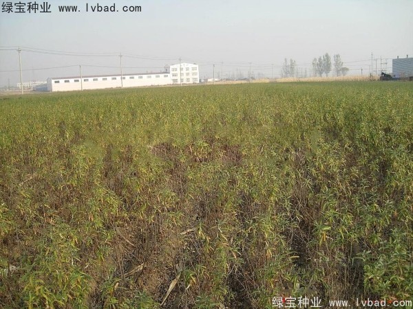 <a href='http://www.wuzhouwash.com/linmuzhongzi/1740.html' target='_blank'>沙棘種子</a>