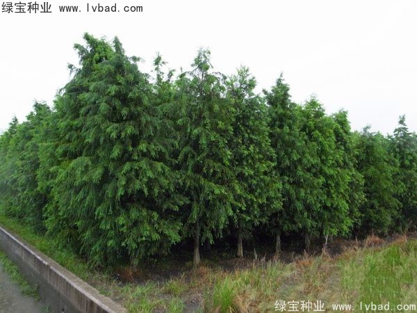 <a href='http://www.wuzhouwash.com/linmuzhongzi/1741.html' target='_blank'>落羽杉</a><a href='http://www.wuzhouwash.com/' target='_blank'>種子</a>