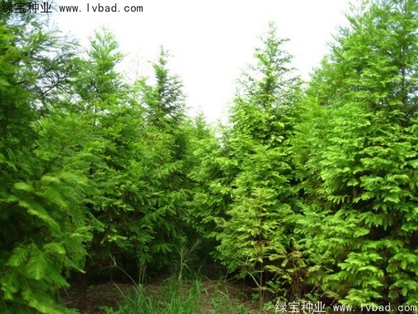 落羽杉<a href='http://www.wuzhouwash.com/' target='_blank'>種子</a>