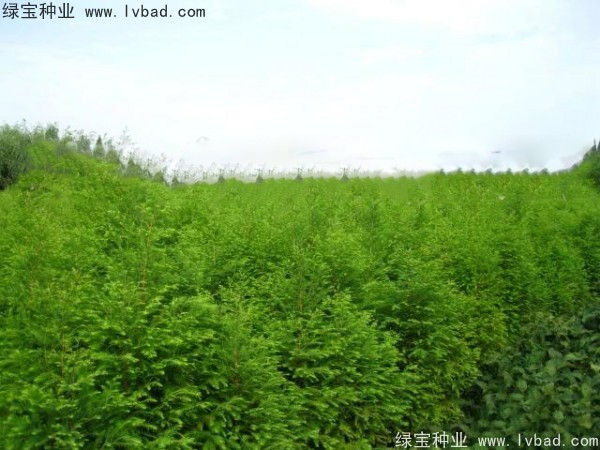 <a href='http://www.wuzhouwash.com/linmuzhongzi/1741.html' target='_blank'>落羽杉種子</a>